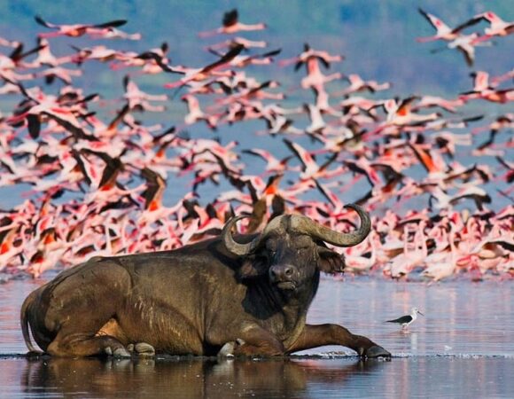 Nakuru National Park