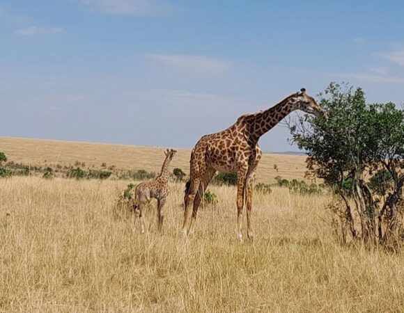 Maasai Mara Game Reserve