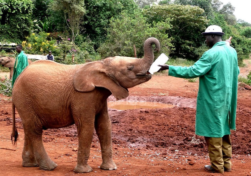 Elephant Orphanage (David Sheldrick)